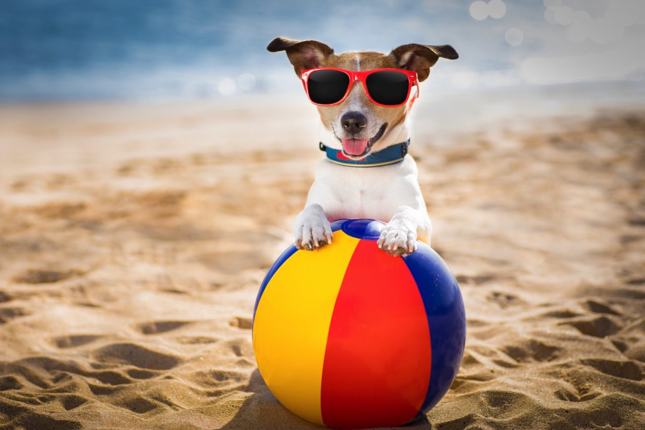 jack russel dog  at the beach ocean shore, on summer vacation holidays  with a plastic ball