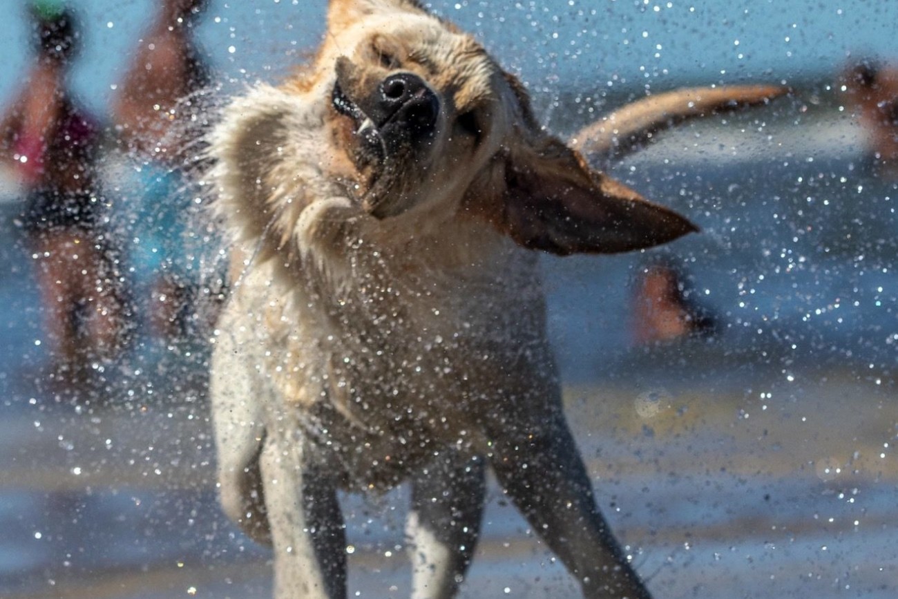 Spiaggia Cani