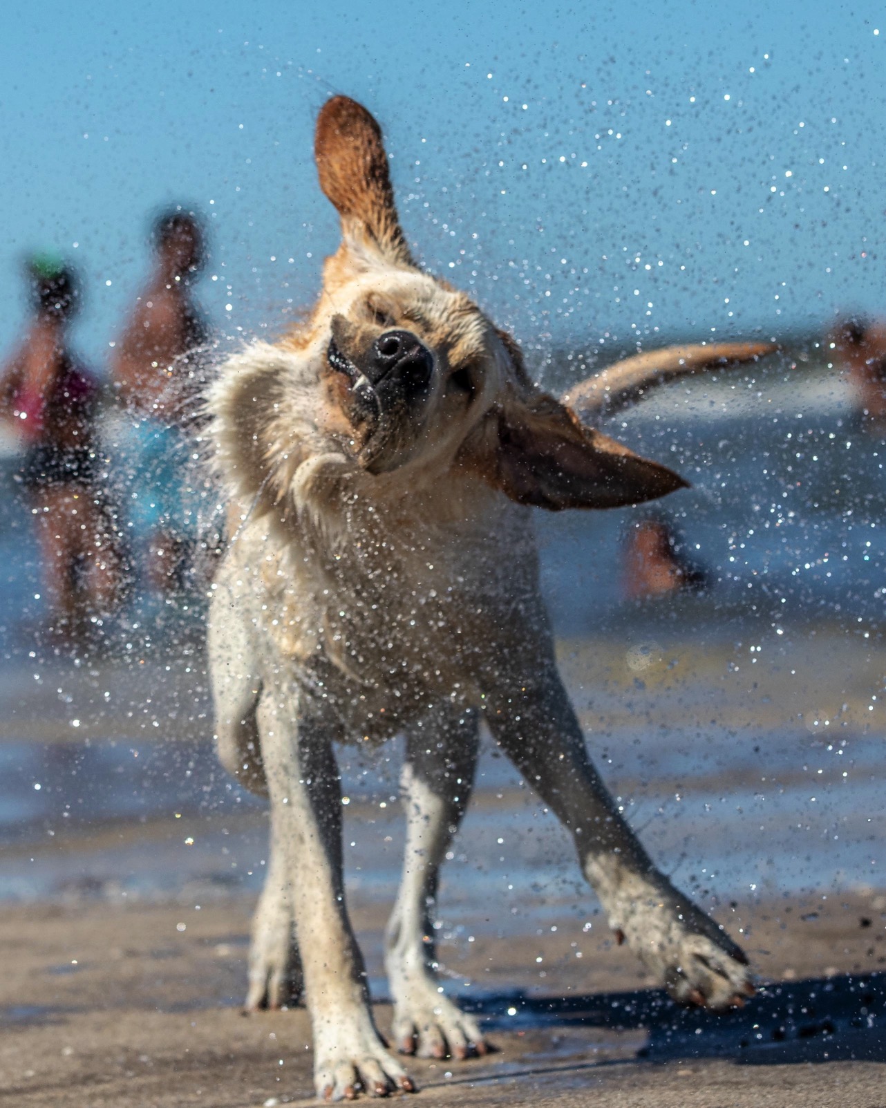 Spiaggia Cani
